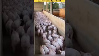 Why does china domesticate pig 🐷 in large number jungletak [upl. by Arutnev]