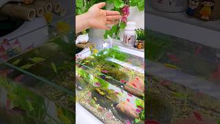 5This Helps growing fish at home waterlife minifishtank aquarium subscribe [upl. by Mellar]