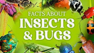 Cool Bug Facts amp Other Insect Facts You Have To Know [upl. by Garold]