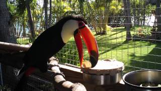 Toco Toucan Beginner Food Foraging Bowl [upl. by Burget746]