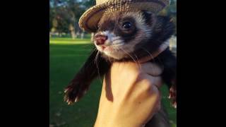 Worlds Most Loved Ferret Park Day [upl. by Desmond812]