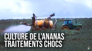 Lananas  une success story inégalée [upl. by Naujit]