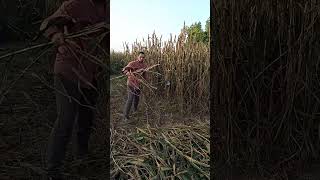 Khet m work👍👍💪fitness shortvideos trending viralvideos farming [upl. by Nero704]