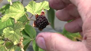 Rubus Benenden Ripe Fruit [upl. by Natsyrk]