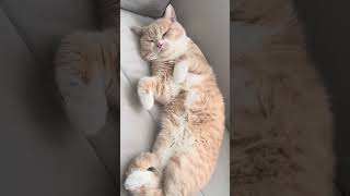 Britisch Kurzhaar Katze viralvideo cute cat [upl. by Gavra]