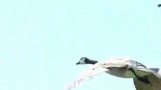 Geese Taking Flight slow motion [upl. by Ozner]