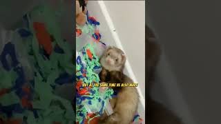 A ferret broke into the ladys backyard animals catfunny funny [upl. by Halyhs]