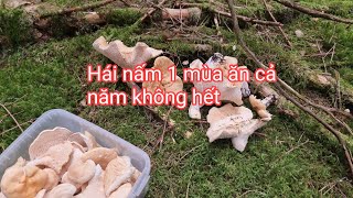 Tiếp tục hành trình hái nấm Nấm mọc như rừng hái một mùa ăn cả năm nature mushroom nauy [upl. by Renick]