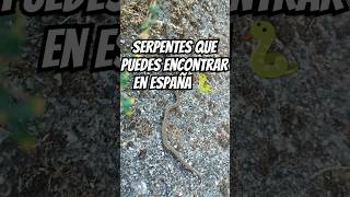 Serpentes Gallegas 🐍 serpentesespaña culebra serpentes [upl. by Ahsyas861]