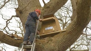 How to Erect a Barn Owl Nestbox in a Tree [upl. by Mendes]