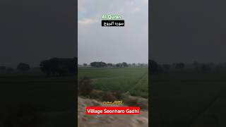 گاؤں سونہارو گڑھی  Green and lush larkana Sindh  sura al buruj [upl. by Nah]