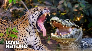 Jaguar Vs Caiman Crocodile EPIC Showdown  Love Nature [upl. by Annadal217]