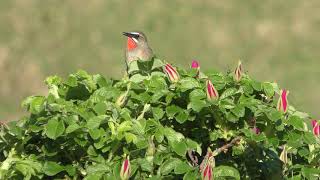 ノゴマ の鳴き声 北海道 礼文島 2019年6月24日 [upl. by Gerkman]