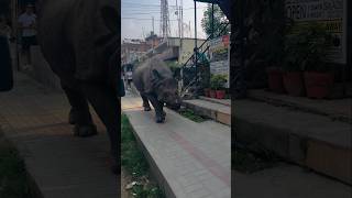 Rhino walking in footpath 😱 rhino nepalisong shortsvideo shorts chitwan sauraha [upl. by Telracs]