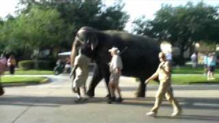 Ringling Bros Bullhook Abuse and Lame Elephants [upl. by Kall801]