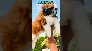 shih tzu puppies sale  shih tzu puppy sale kerala  shih tzu puppy  home delivery available [upl. by Freida]