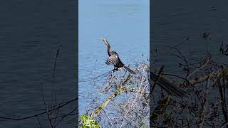 Anhinga spreading his wings [upl. by Kallista]