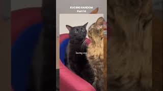 Kucing Random Pt 14 kucing kucingrandom kucingngakak kucinglucu funnycats ytshorts catlover [upl. by Laira]