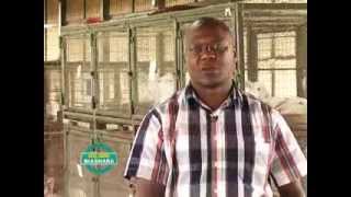 K24 KILIMO BIASHARA EPISODE 6 PART 2 RABBITS REARING [upl. by Hardi]