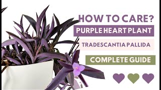 How to Care for Tradescantia Pallida Purple Heart Plants All You Need to Know [upl. by Ecniv]