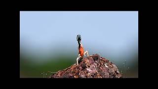 Fan throated lizard breeding time Colourful Danceरंगाचे रहस्य [upl. by Neelak61]