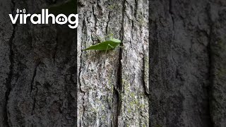 Leaf Insect Hops From Hand To Tree  ViralHog [upl. by Sosanna634]