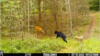 Best Trail Camera Videos Of The Month July 2023 [upl. by Elbart657]