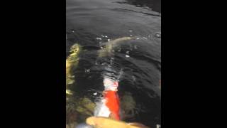 My Koi feeding on boiled pearl barley [upl. by Atiniuq]