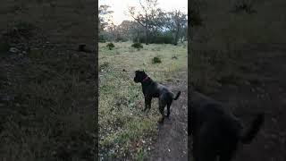 Cane corso كاني كورسو [upl. by Oirad54]