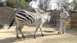 Zebra Training  San Diego Zoo [upl. by Berners]