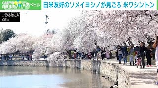 「日米友好の桜」米ワシントンで見ごろ 3年ぶりに祭り復活2022年3月30日 [upl. by Eylsel]