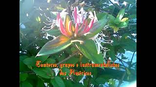 761 Cantores grupos e instrumentalistas das Americas USA [upl. by Nuahsyd80]