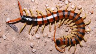 LIVE FEEDING Giant centipede Scolopendra subspinipes [upl. by Leuneb643]