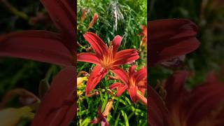 Daylily Flowers Blooming Throughout Summer  lilies 🌺🌺🌺 [upl. by Alliw]