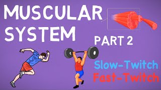 Muscular System Part 2  Muscle Fibres and Performance [upl. by Donadee]