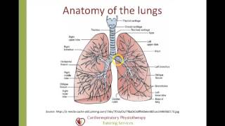 The Respiratory System Structure and Function [upl. by Iatnahs]