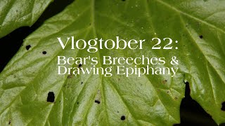 Vlogtober 22 Bears Breeches amp Drawing Epiphany [upl. by Server]