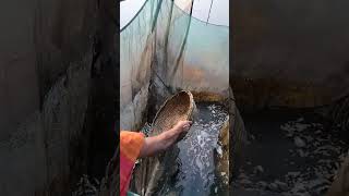 Fishing 🦦🎣 fish fishery video 🦦🎣🎣🎣🦦🦦 [upl. by Dorca]