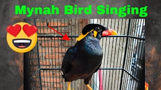 Mynah Bird Singing Various Sound of Hill Myna 4K Talking Hill Mynah birds chirping shorts [upl. by Hafirahs]