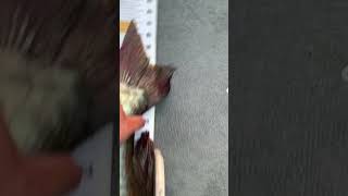 MUSKEE LANDED muskempire ontario fishing muskellunge rapala [upl. by Eive235]