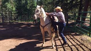 TIMELESS BUCK OFF coltstarting horse hardlanding [upl. by Lewanna]