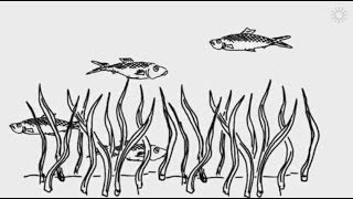 Demystifying ocean acidification and biodiversity impacts [upl. by Cornish]