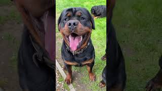 Gorgeous Rottweiler Puppies Most Loyal Breed ever 😍 [upl. by Keelin182]