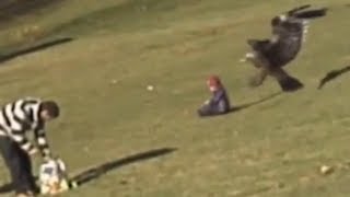 SZOK Orzeł porywa bawiące się dziecko  Eagle attacks child Fake HD [upl. by Neeven]