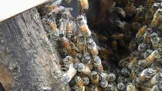 Honey Bees Festooning [upl. by Casandra]