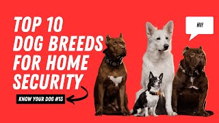 Top 10 Dog Breeds for Home Security and Family Protection 🐕  Best Guard Dogs  Know Your Dog Series [upl. by Ojeillib]