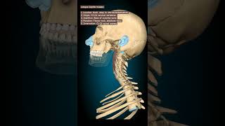 Longus Capitis Muscle animation humananatomyandphysiology humananatomy humerusanatomy [upl. by Tselec29]