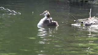 Great Crested Grebe carrying chicks [upl. by Boar480]