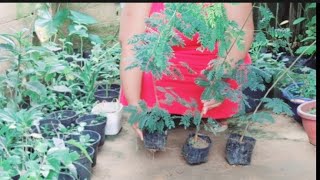 Result of Calliandra Surinamensis Planted in Bags [upl. by Narat333]