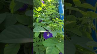 Clitoria ternatea atau bunga telang ternate ‼ butterfly pea flowers bungatelang clitoriaternatea [upl. by Anavahs]